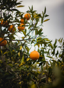 GRAPEFRUIT PLANTs